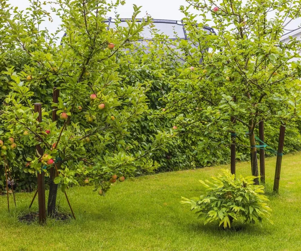 Jak skutecznie używać kotew do sadu, aby chronić drzewa i krzewy Jak skutecznie używać kotew do sadu, aby chronić drzewa i krzewy